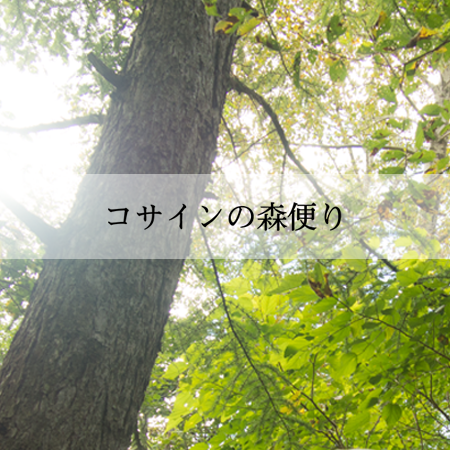 コサインの森便り Autumn 2016