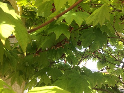 コサイン星幸一の「つながる、仕合せ」