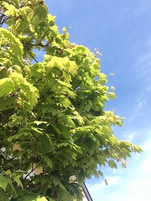 コサイン星幸一の「つながる、仕合せ」