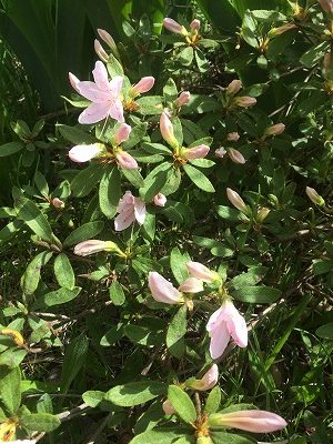 コサイン星幸一の「つながる、仕合せ」