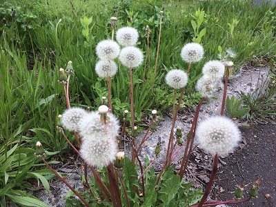 コサイン 星幸一の「つながる、仕合せ」