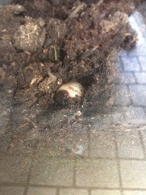 コサイン 星幸一の「つながる、仕合せ」