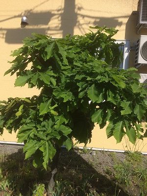 コサイン 星幸一の「つながる、仕合せ」