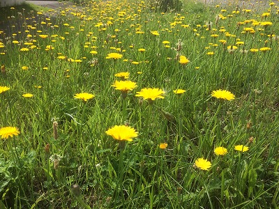 コサイン 星幸一の「つながる、仕合せ」