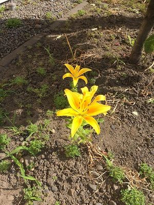 コサイン 星幸一の「つながる、仕合せ」