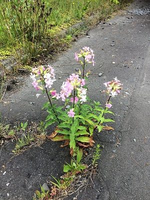 コサイン 星幸一の「つながる、仕合せ」