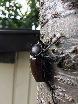 コサイン 星幸一の「つながる、仕合せ」