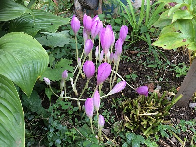 コサイン 星幸一の「つながる、仕合せ」