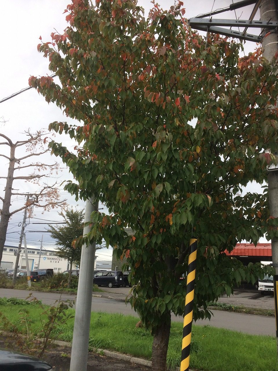 コサイン 星幸一の「つながる、仕合せ」