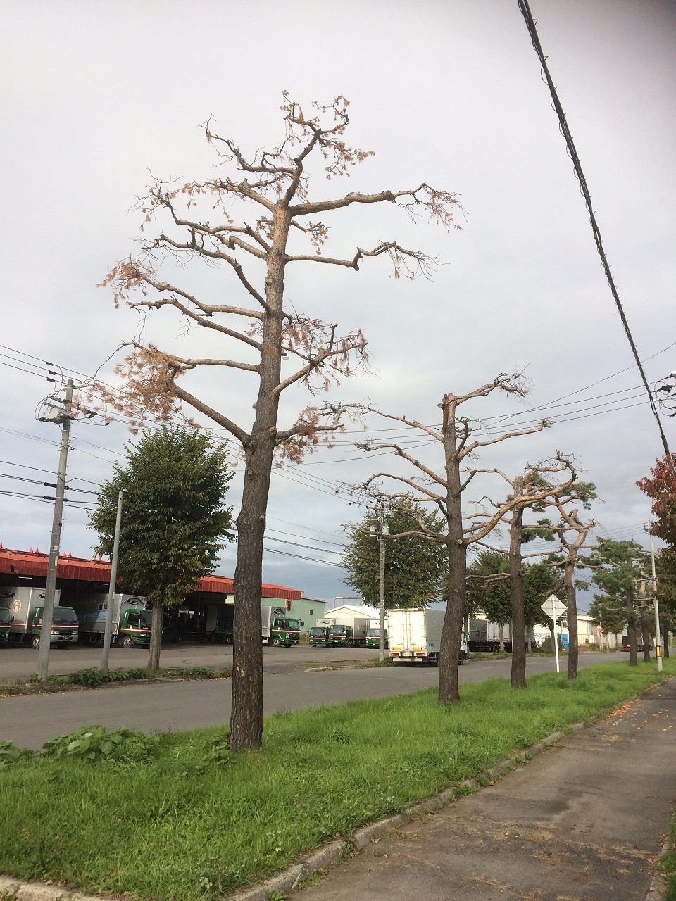 コサイン 星幸一の「つながる、仕合せ」