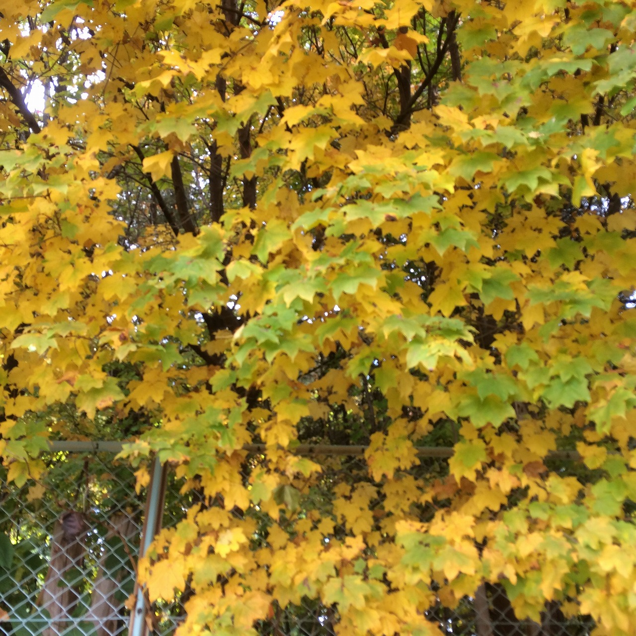 コサイン 星幸一の「つながる、仕合せ」