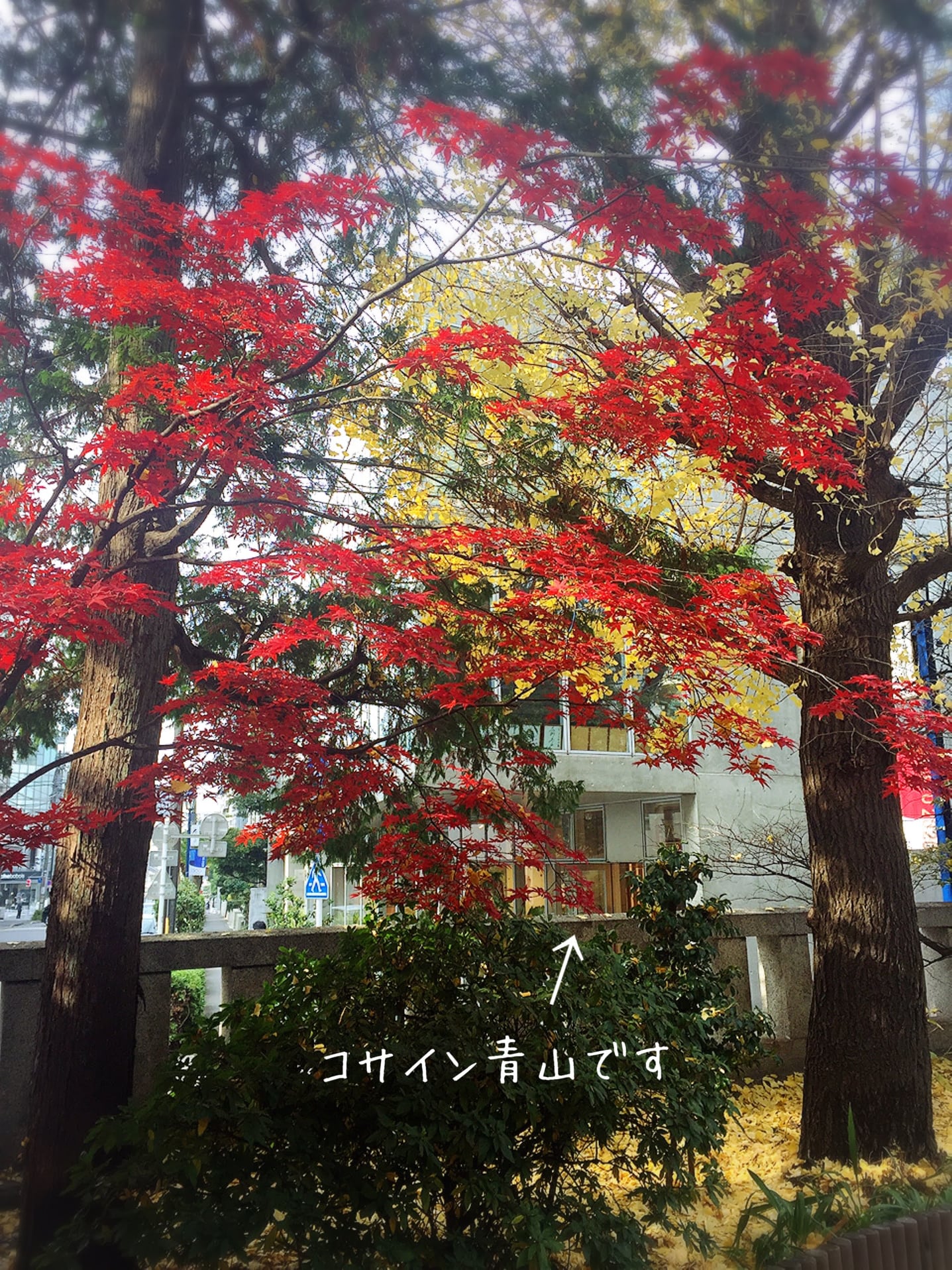 コサイン 星幸一の「つながる、仕合せ」