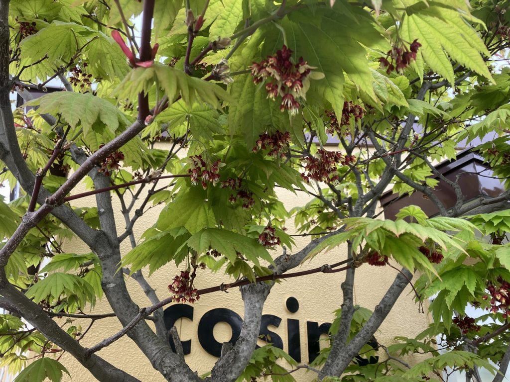 春の息吹と共に：家族の絆を深める母の日