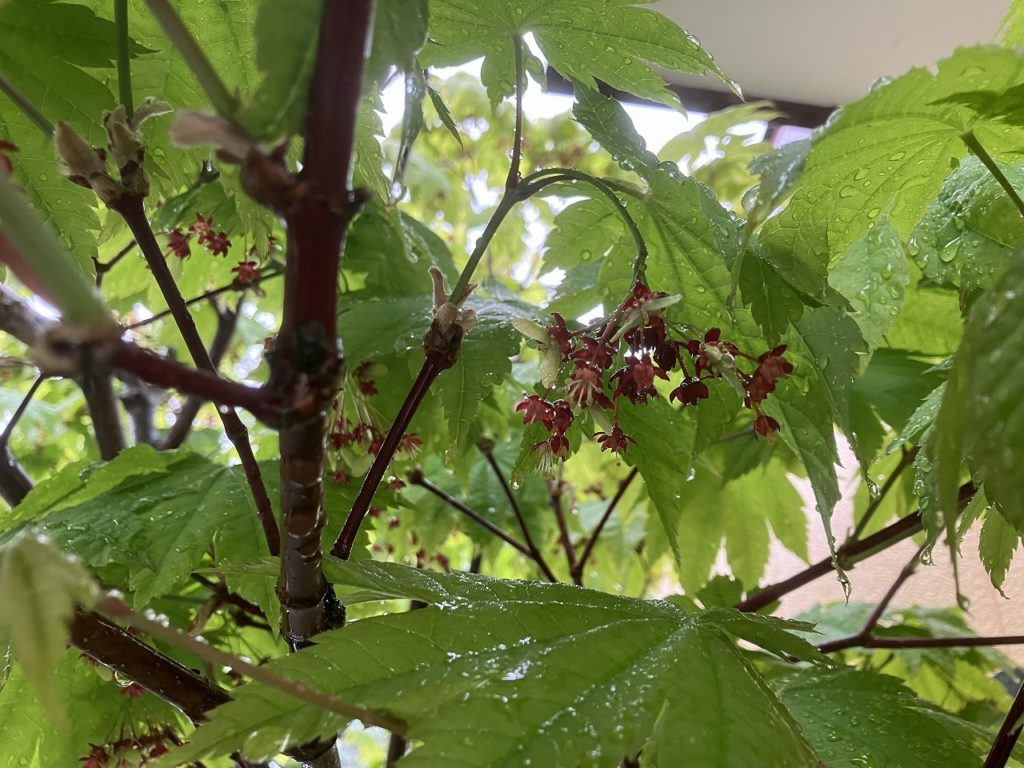 雨に照らされる非日常: 北海道でのオーロラと家族の週末