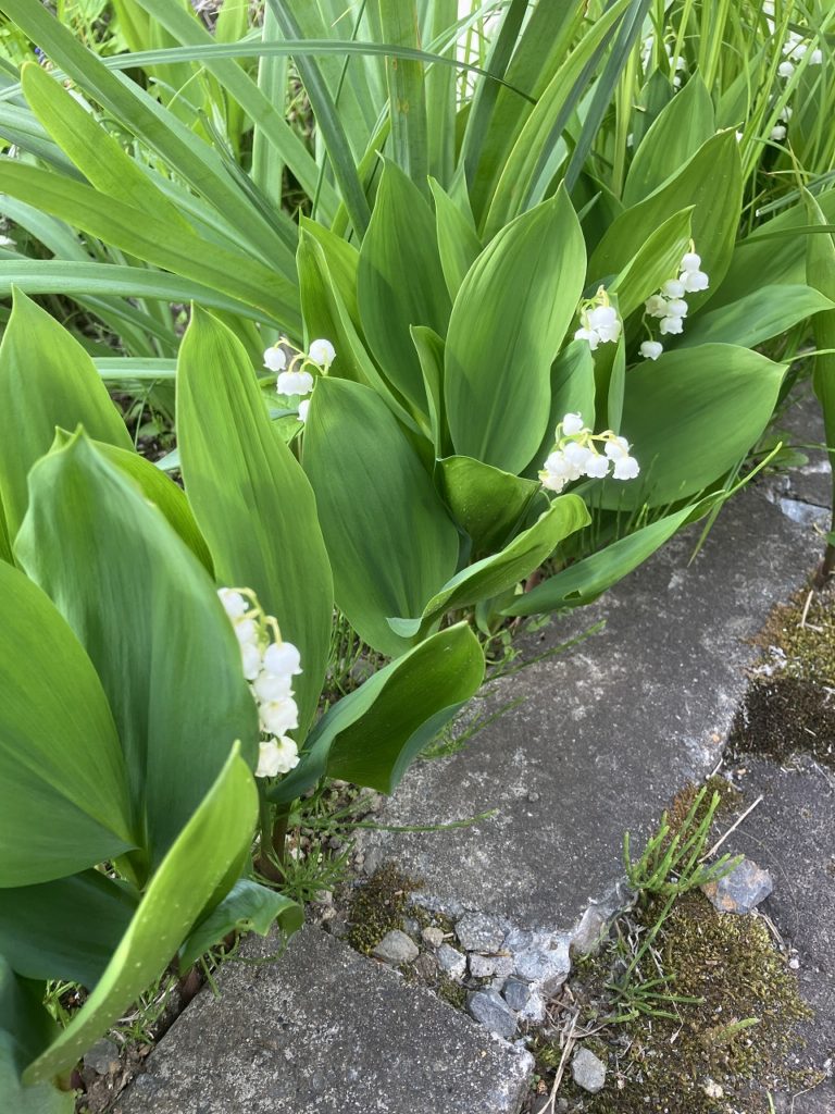 「彩り豊かな上湧別チューリップ公園で春を満喫」