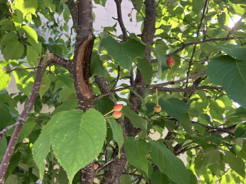 「北海道の春、まだまだ寒さが続く日々」