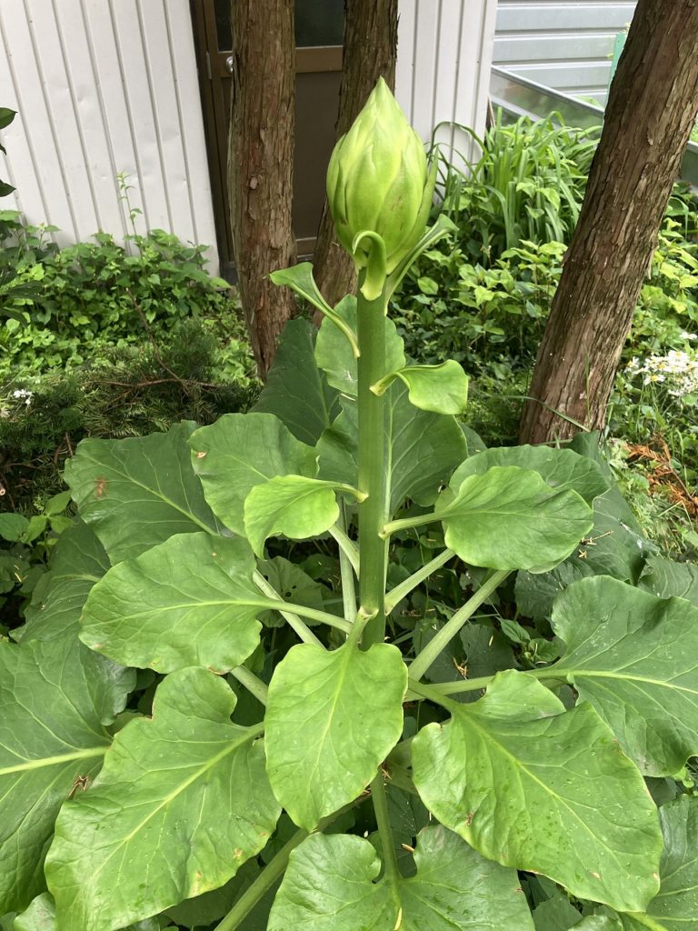 小雨の降る少し肌寒い朝の訪れ