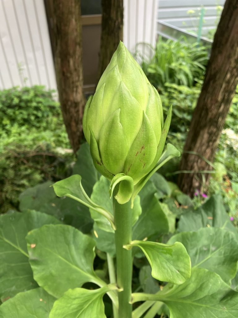 小雨の朝と庭の「オオウバユリ」