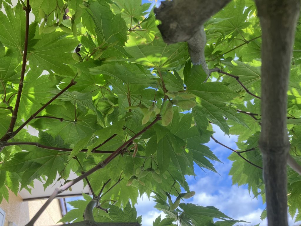 ６月の最終週末を迎えて