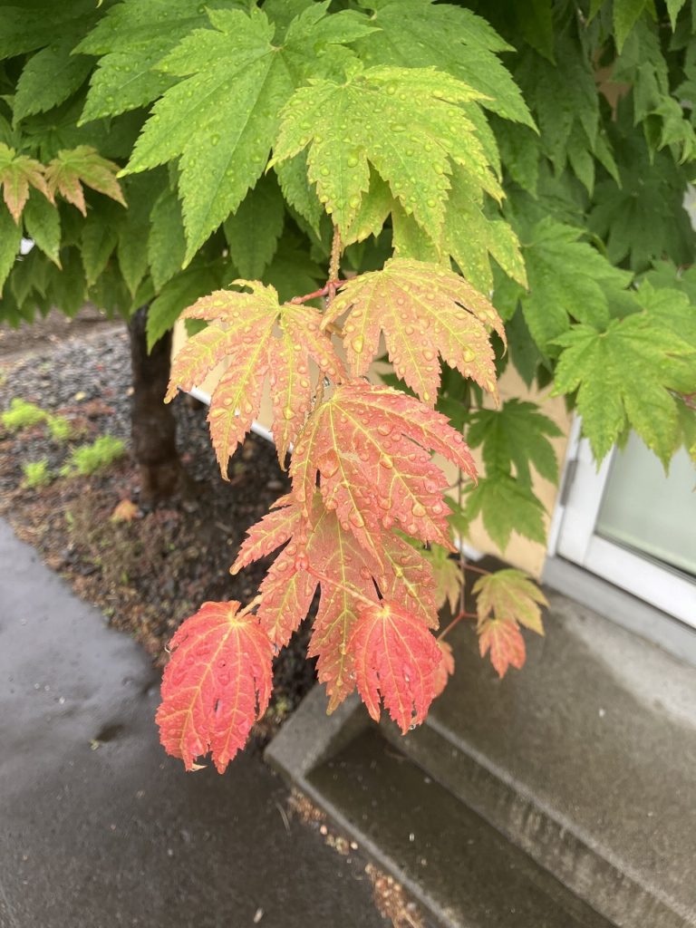 心が温まる肌寒い小雨の朝と展示会準備の裏側