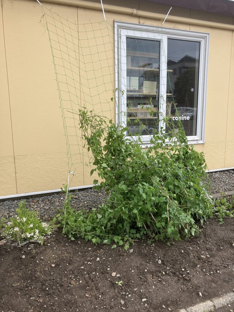 昨晩降った雨跡が残る旭川の朝に、新たな仲間が加わりました！