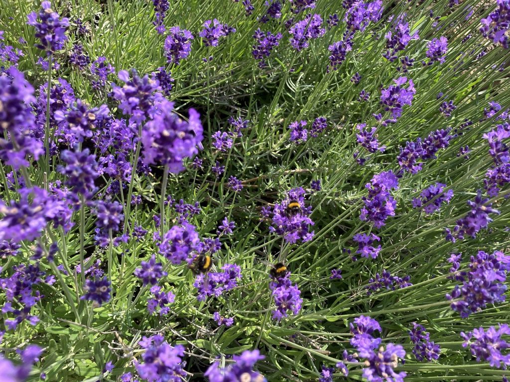 北海道の夏の風情：涼やかな朝晩と暖かな昼