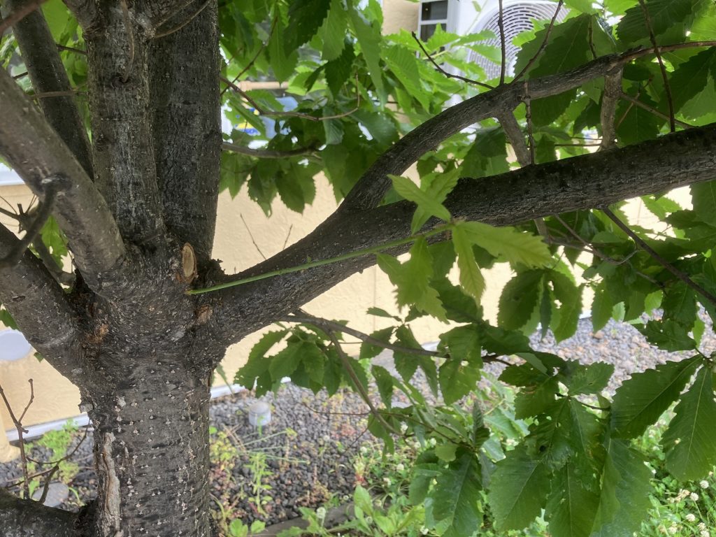 週末の訪問者と自然の癒し