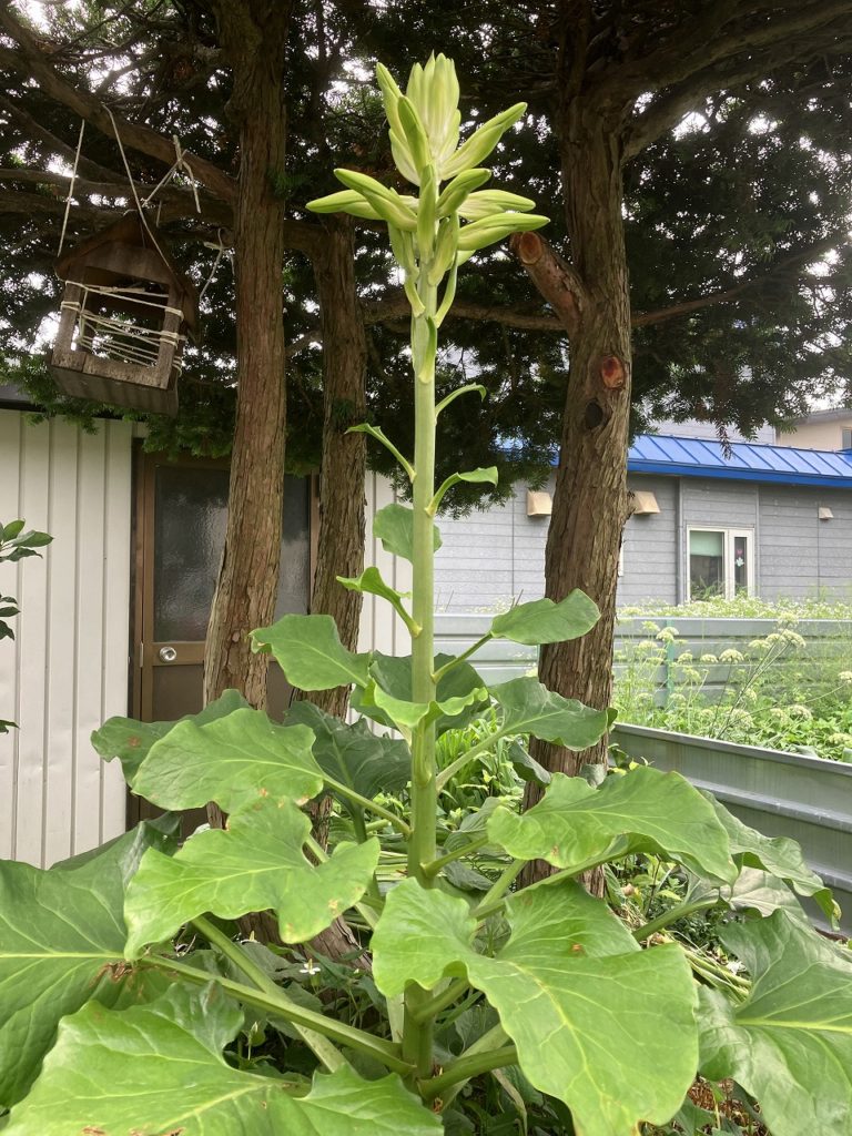 涼しい朝と「オオウバユリ」