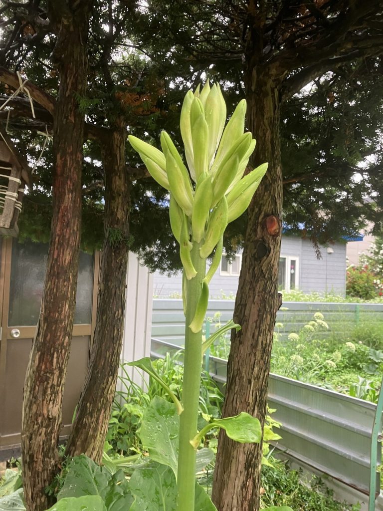 ７月１日、雨の朝の始まり