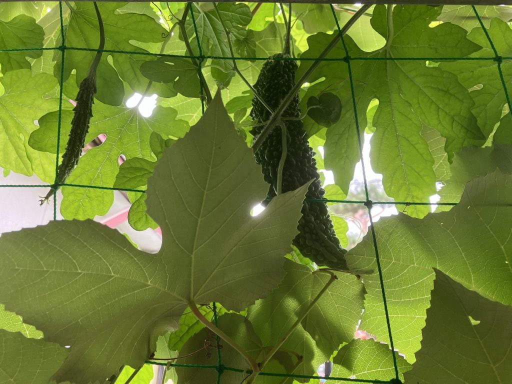 「私のオフィスで育つ自然の恵み：ブドウ、ゴーヤ、そしてドングリの観察記」