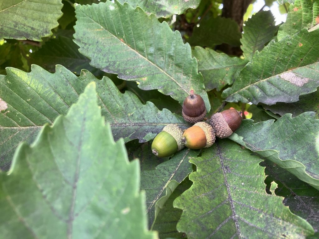 「秋の気配と共に訪れる季節の移ろい：ミズナラのドングリと自家菜園の収穫」