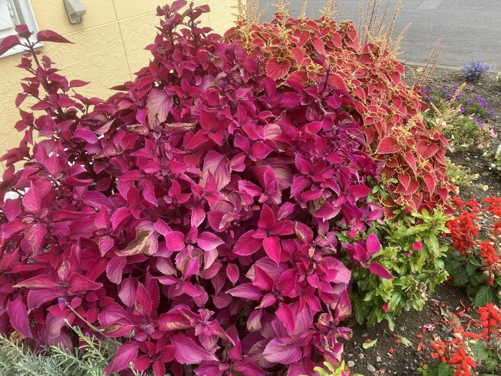 「秋の彩りとともに、コサインの森を散策」