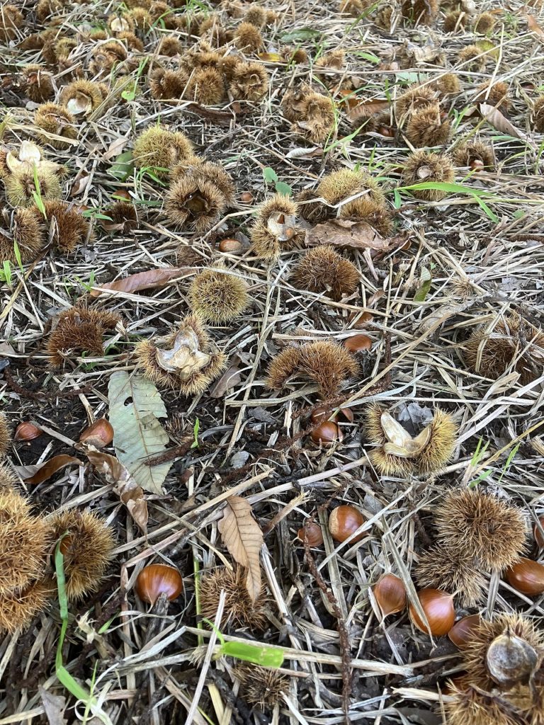 満月ハンターズムーン、今年最大のスーパームーンと紅葉のコラボレーション