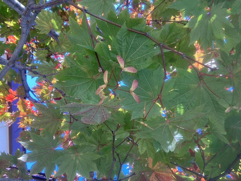 秋の訪れ、イタヤカエデの紅葉と残月に包まれて － 10月21日、コサイン旭川本店の朝