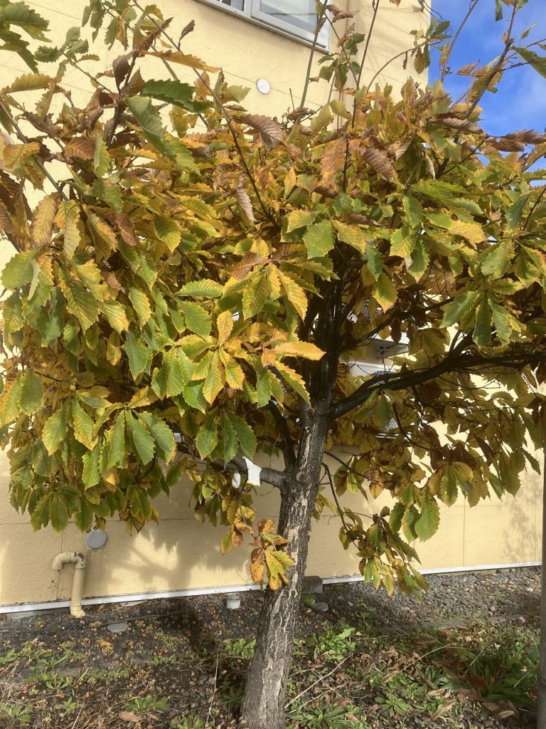 「秋の風に舞う鳶と色づくミズナラ – 北海道の秋の風景」