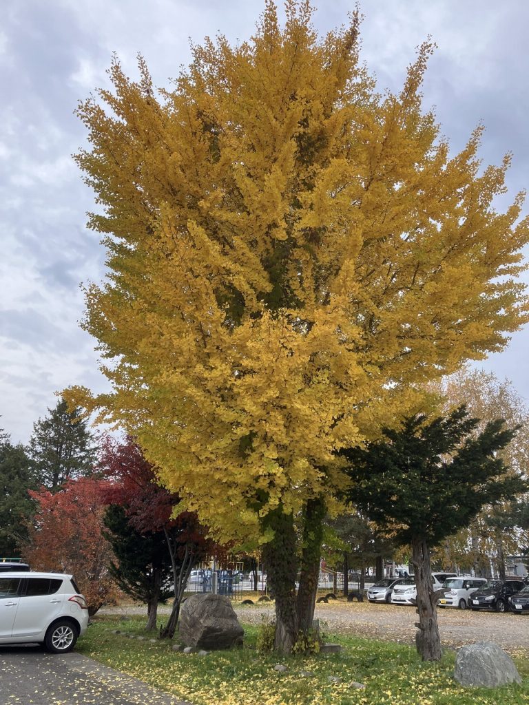 「秋の気配と環境整備の終わり－季節の移ろいを感じて」