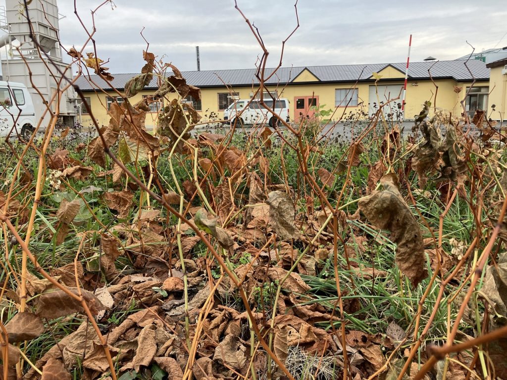 秋から冬へ、静けさとともに迎える季節の移ろい