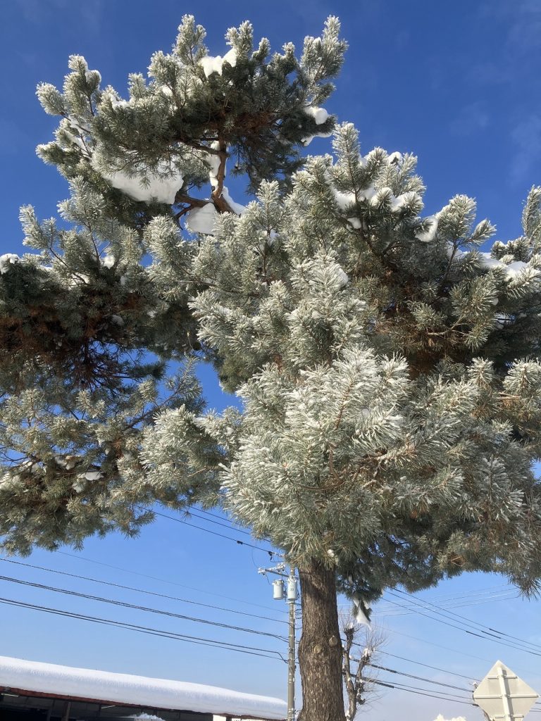 「キャンドルの灯りに癒され、心穏やかに新しい年を迎える準備を」