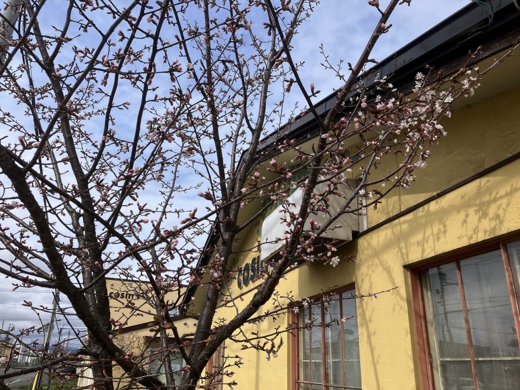 【コサインの庭にも春の便りが届きました】