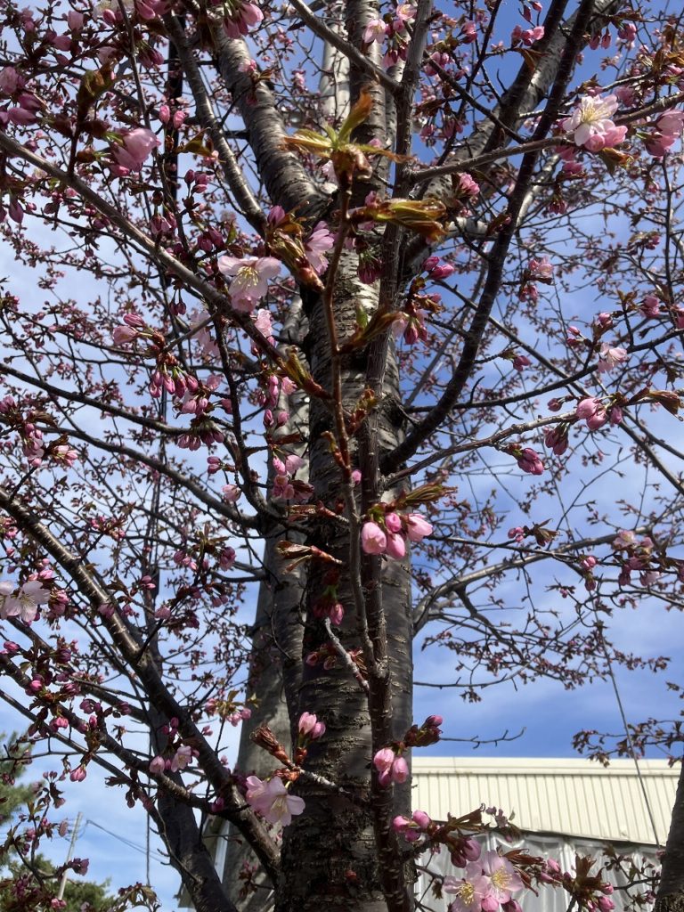 【春の風とともに、ゴールデンウィークへ🌸】