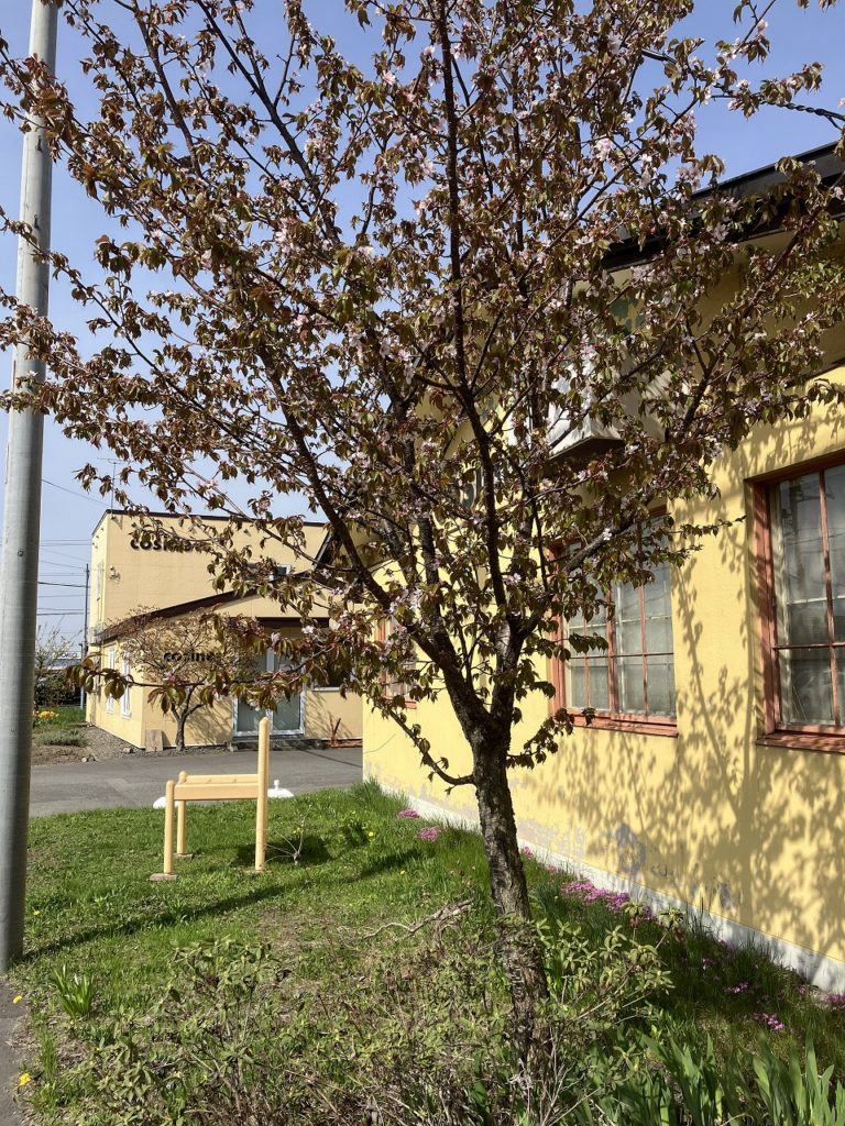 🌿ゴールデンウィーク明け、桜とチューリップに迎えられて