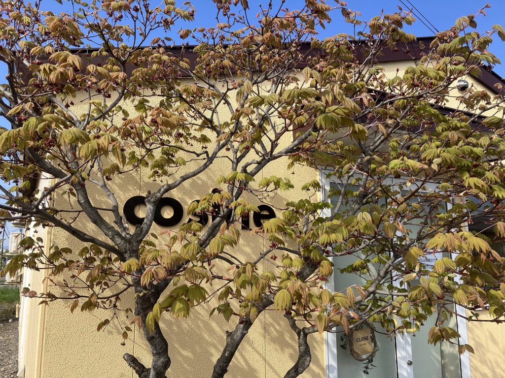 🌸桜の舞い散る道を、歩いて感じる春