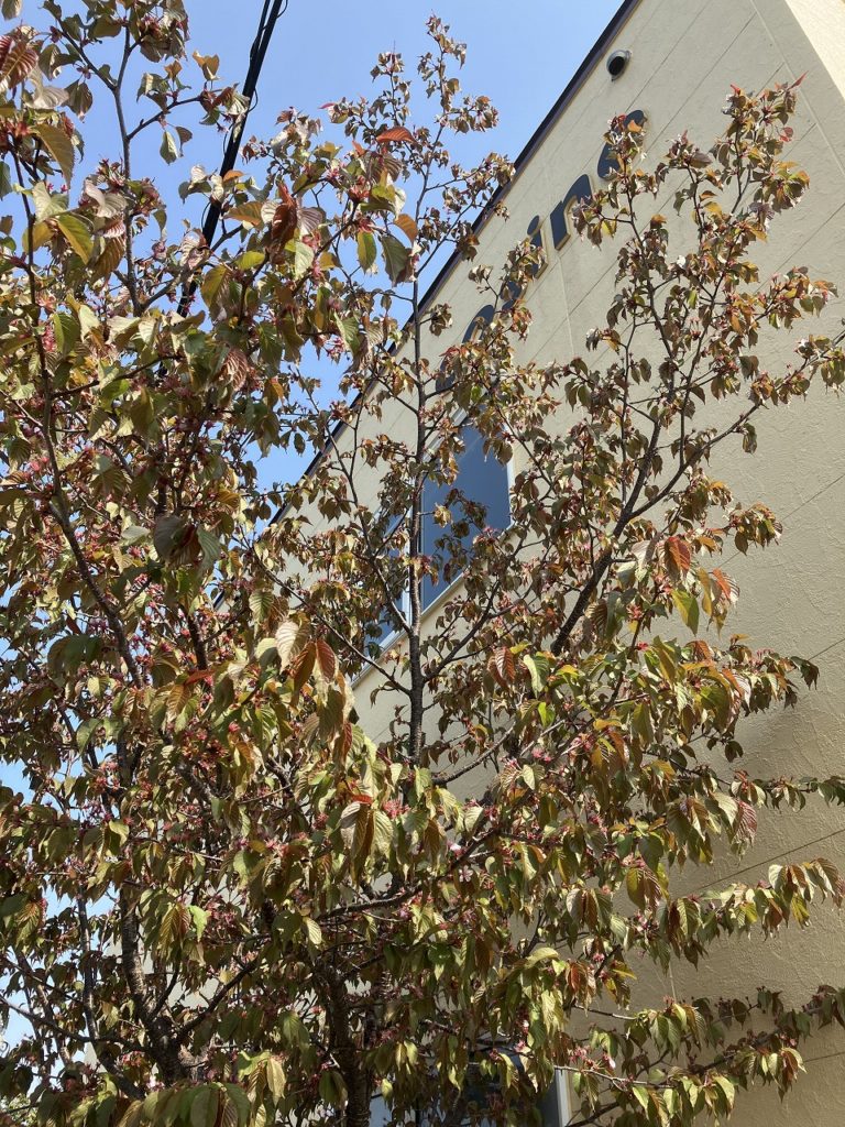 🌸サクラから果実の花へ、季節のうつろいと母の日の思い出