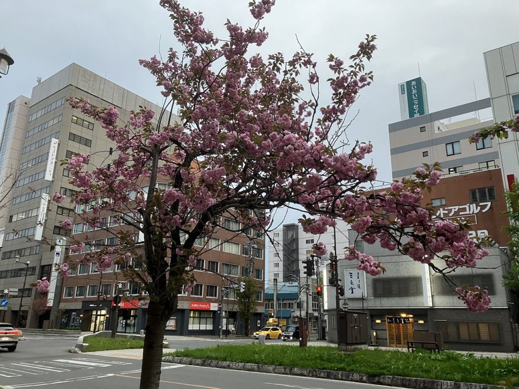 「アスパラと京フキと八重桜。季節のうつろいとともに」