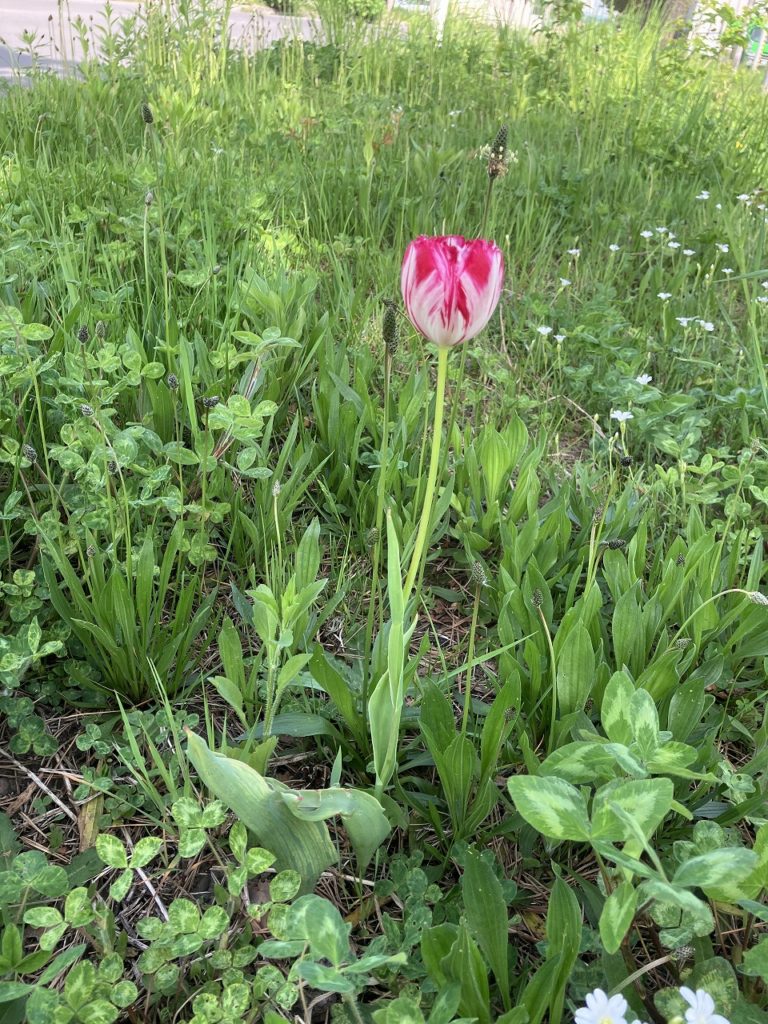 🌿新緑に癒されて。走る楽しみと、初夏のイベントあれこれ