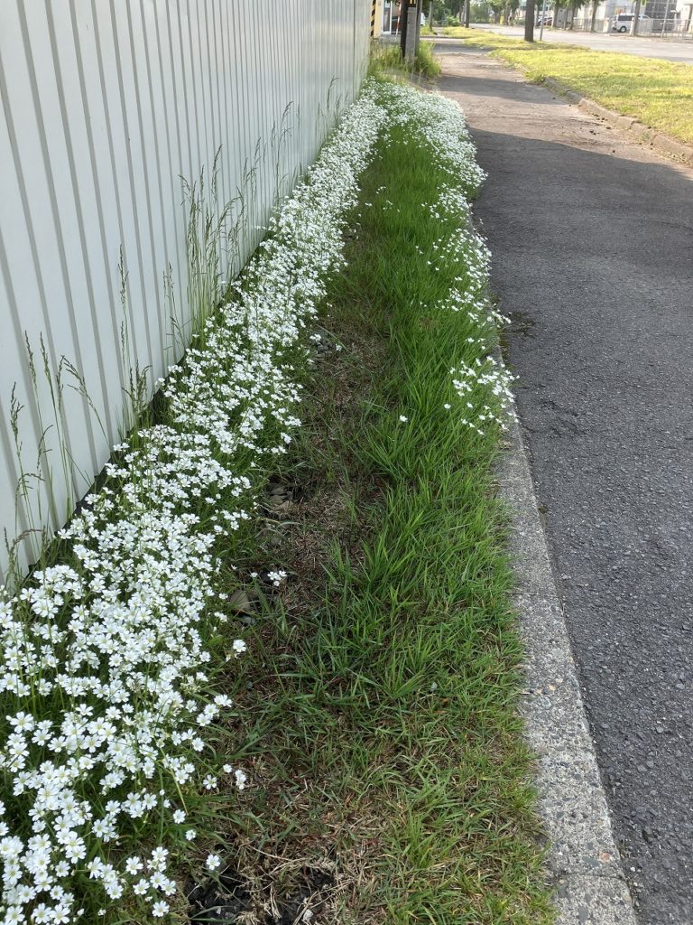 🌞日本一の暑さ予報と、戻ってきた緑の風景