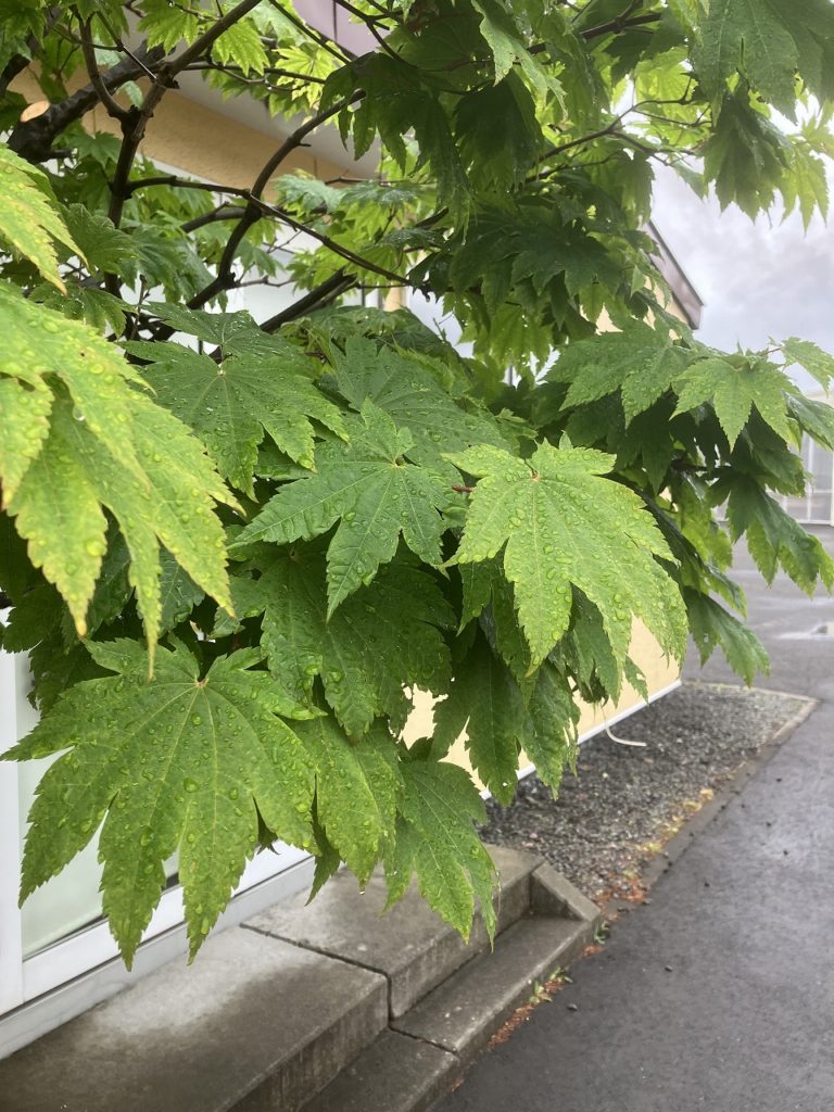「雨粒に映る、初夏の息吹と賑わい」