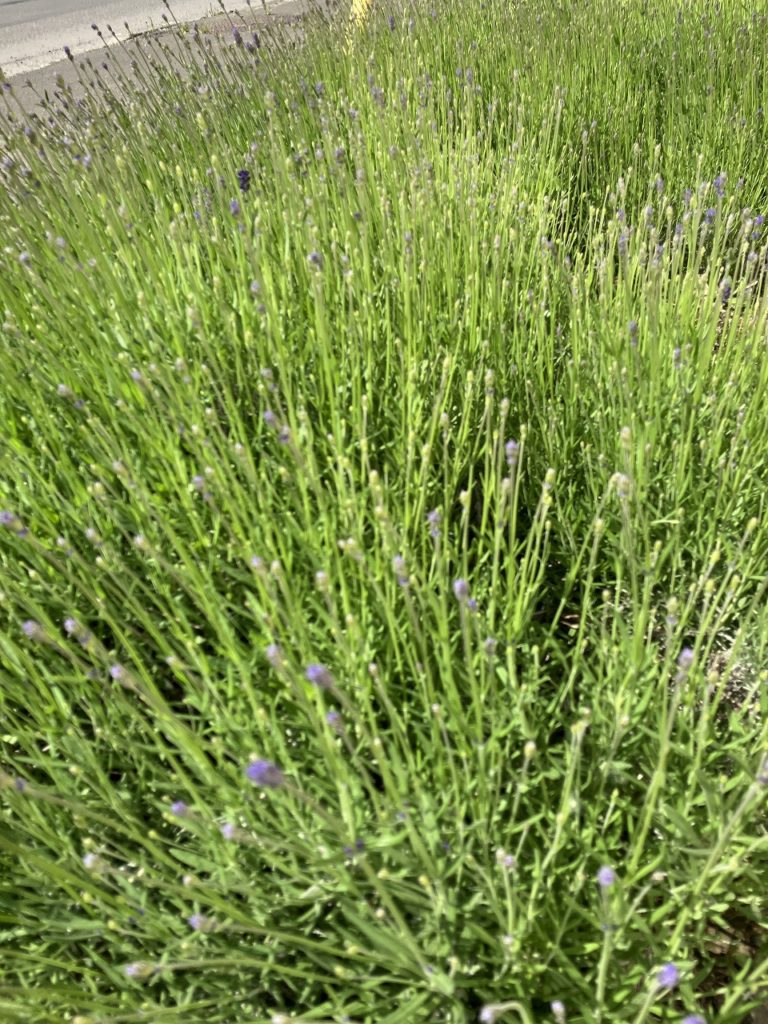 「初夏の風にゆれる苗と、ラベンダーの蕾🌱🌸」