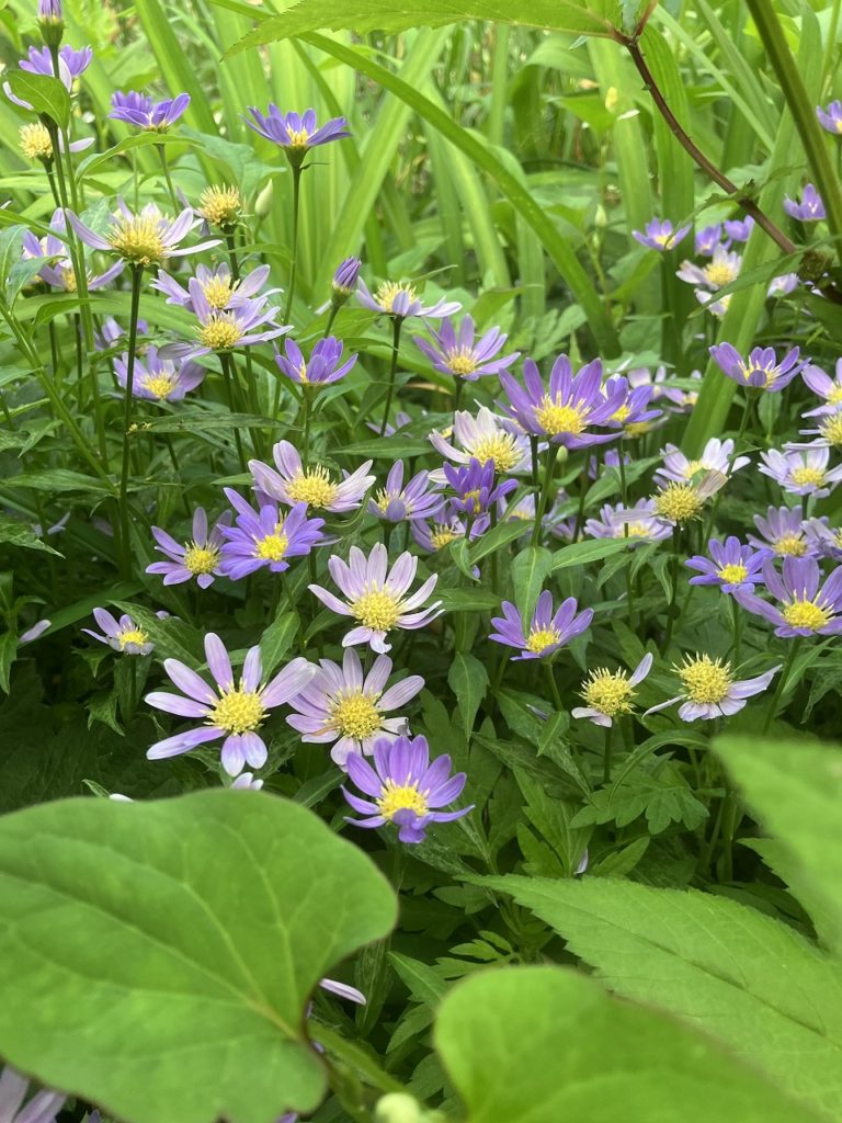 🌞真夏日予報のなかで、明日から開催！
