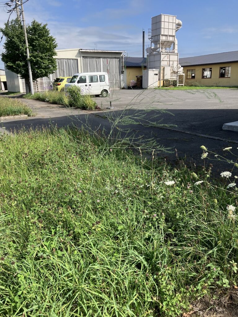 🌞青空とともに、夏のしるしが少しずつ